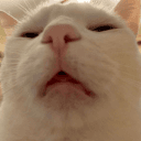 Profile Picture for hiushieud22