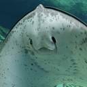 Profile Picture for mitotototo