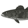 Profile Picture for seabass1234